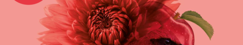 Deutsch-Perfekt-Die-5-Groben-768x1025